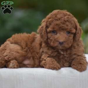 Kimberly, Miniature Poodle Puppy